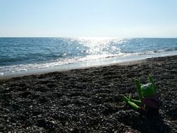 frog on the sand beach
