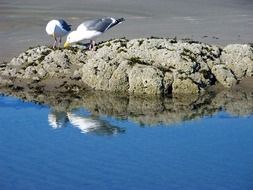 two seagulls on coastal stones in the sun