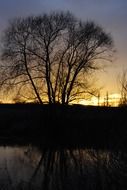 sun beyond the horizon beyond the tree
