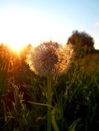 irresistible dandelion flower