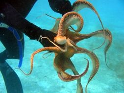 diver holding an octopus
