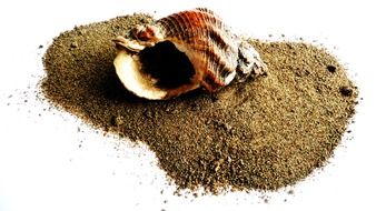 seashell on a handful of sand