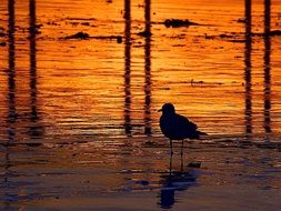 bird silhouettes