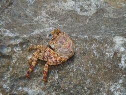 crab on the tropical ocean