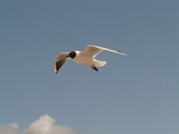 black headed gull flight