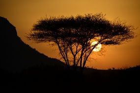 outlines of african tree sunset view