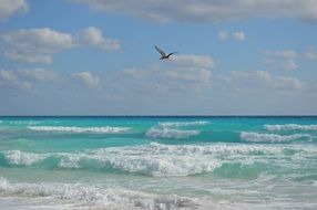 Pelican over turquoise surf