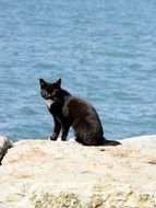 black cat on stone at water