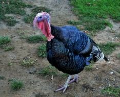 turkey fowl bird