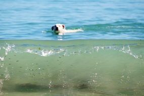 Doggy swims in an ocean