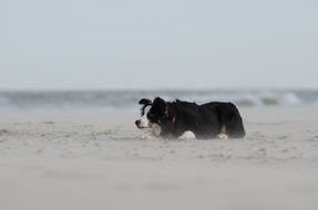 border collie dog laying on beach at water