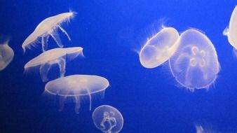 Jellyfishes in the water