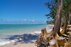 old trees and stumps on sandy beautiful beach, hawaii