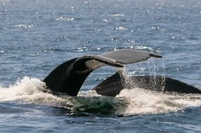 whale monterey california