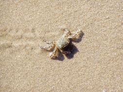 crab in the sand