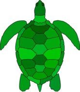 painted green turtle on white background