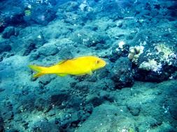 yellow fish in the underwater world, maldives
