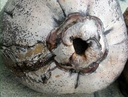 coconut shell close up