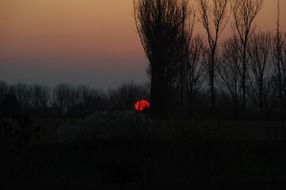 big red evening sun in the forest