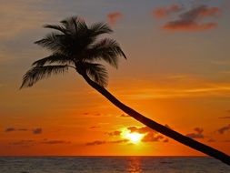 palm tree against the evening sky