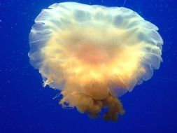 irresistible white jellyfish