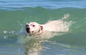 a dog surfing on the turquoise wave