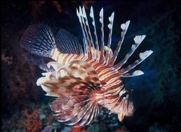 unusual lion fish in sea water