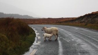 sheep baby and mom, ireland