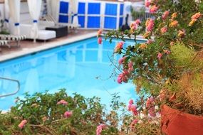 potted plants at swimming pool in hotel