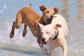 funny dogs play in the water