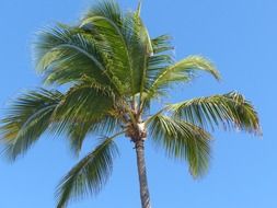 palm tree against the blue sky