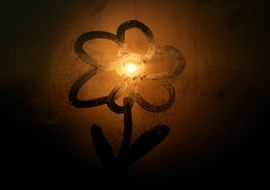 flower on the window in the sunset light