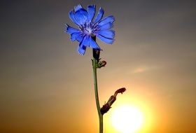 sunset silhouette of a blue flower