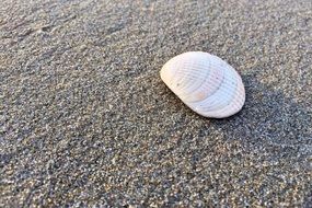 shell on a sand coast