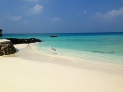 irresistible maldives