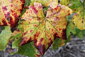 Leaves in golden autumn