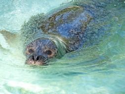 seal is swimming in North Sea