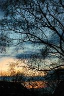 the light from the sunset through green tree