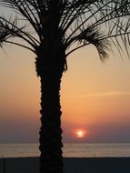 Sunset and palm