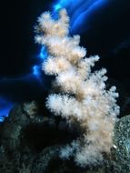 antarctica ocean flower