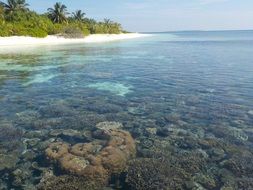 coral reef in the water in the maldives