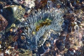 anemone stones underwater view