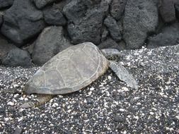 turtle on pebbles on the shore of hawaii