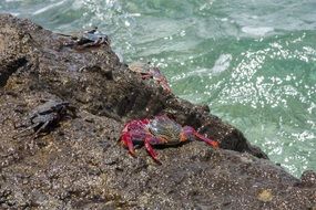 crab on a rock on the beach