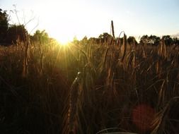 cereals field at sunset