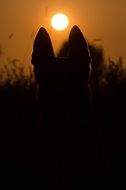 Shepherd silhouette at sunset