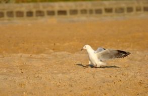 white bird on yellow sand