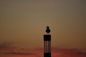 lonely seagull on column evening view