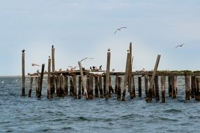 jetty birds
