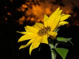 yellow garden flower closeup